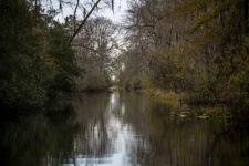 Okefenokee Swamp In Georgia