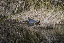 Turtle In The Swamps