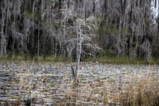 Tree In Swamp