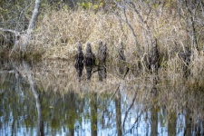 Swamp Wooden Knobs