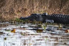 Georgia Alligator In The Swamp