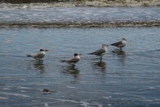 Tern Birds In The Ocean