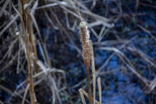 Cattail Plant In Swamp Waters
