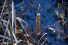 Cattail Plant In Swamp Waters