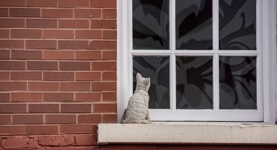 Cat In Window