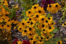 Black Eyed Susan Sunflowers