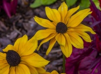 Black-eyed Susan Sunflowers
