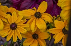 Black-eyed Susan Sunflowers