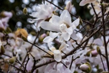 Chinese Magnolia Flowers