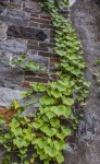 Ivy Climbing A Wall
