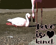 Flamingo Love And Kindness Image