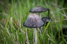Fungus, Mushroom
