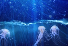 Jellyfish, Fantasy, Fantasy, Ocean
