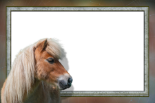 Frame, Pony