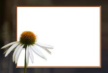 Frame, Flower