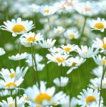 Chamomile Flower Blossoms Nature