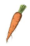 Carrot Vegetable Illustration Clipart