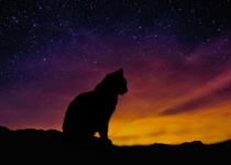 Cat Starry Cosmos