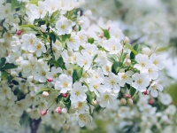 Cherry Blossom Blossoms Photo Macro