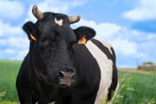Cow, Farm Animal, Bovine, Cattle