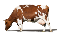 Cow, Farm Animal, Mammal