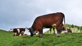Cows, Alps, Cowbell