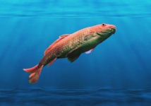 Koi Carp Fish Water Wallpaper