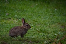 Rabbit, Hare