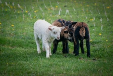 Lamb, Sheep, Little Sheep