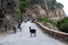 Landscape, Mountain Road, Goats