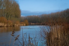 Landscape, River, Water Birds