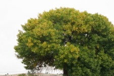 Leaves Of Large Green Tree Turning