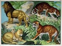 Lion Tiger Leopard Vintage