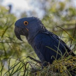 Macaw Waving To Camera