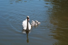 Mama Swan