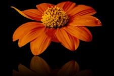 Mexican Sunflower, Flower
