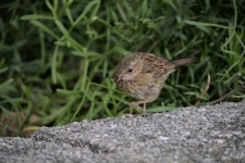 Sparrow Walking