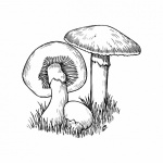 Mushrooms Illustration Clipart