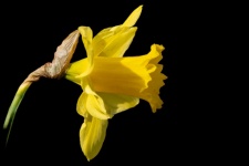 Daffodil, Yellow Flower