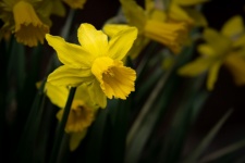 Daffodil, Easter Lily, Yellow Flower