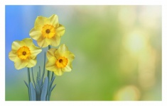 Narcissus Blossom Flower Photography