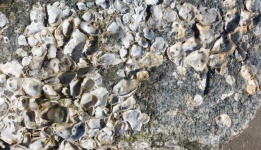 Natural Background Shells
