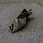 Dead Bird On The Ground