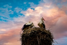 Stork, Stork&39;s Nest
