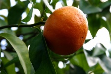 Orange Fruit In Tree