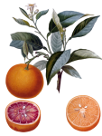 Oranges Fruit Vintage Art