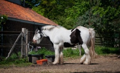 Horse, Farm Horse, Draft Horse