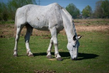 Horse, Equidae, Farm Animal