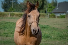 Horse, Equidae, Farm Animal
