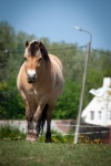 Horse, Equus Ferus Caballus,Equidae